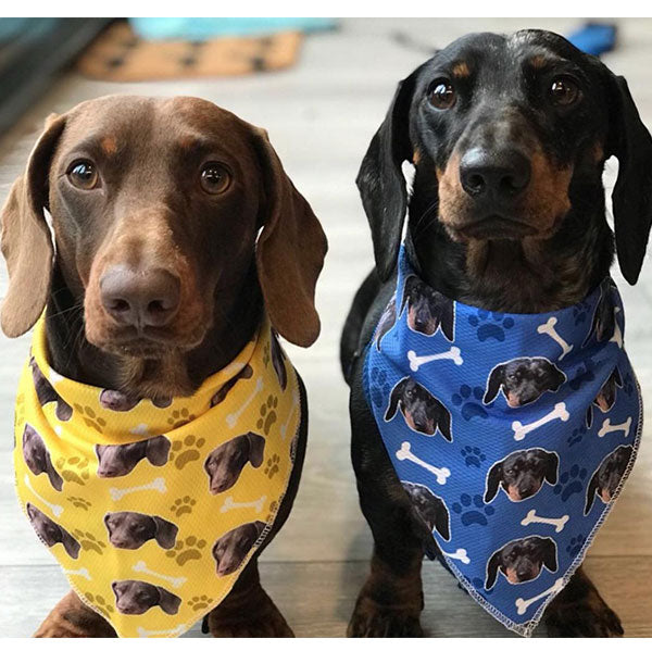 Pet bandanas