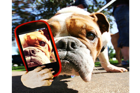 Step 1: Get a Picture of Your Pet