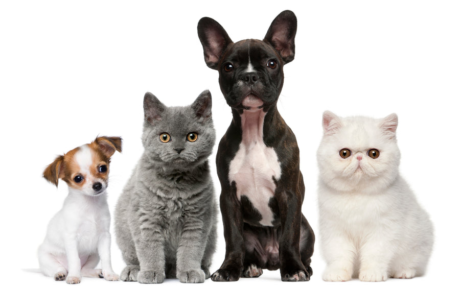Pets want to be first in line.