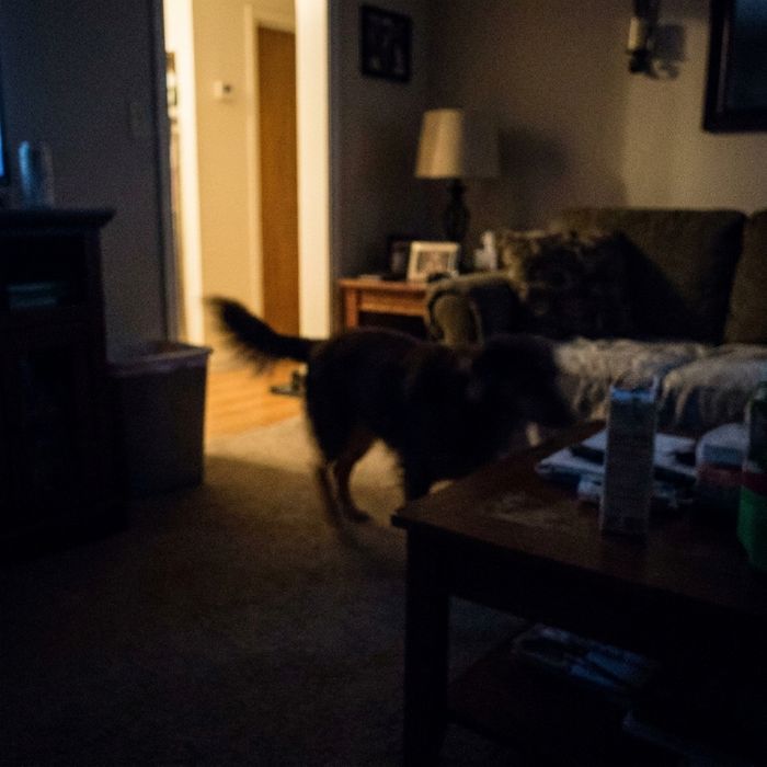 A dark, blurry photo of a dog far away
