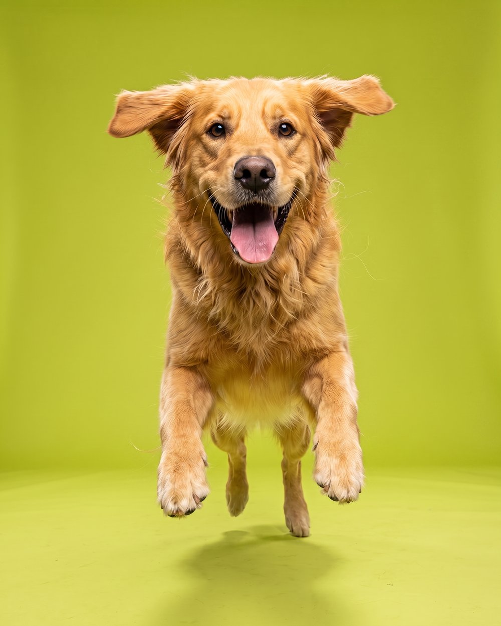 A golden retriever leaping mid-air